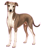 Obi, a small Italian Greyhound
